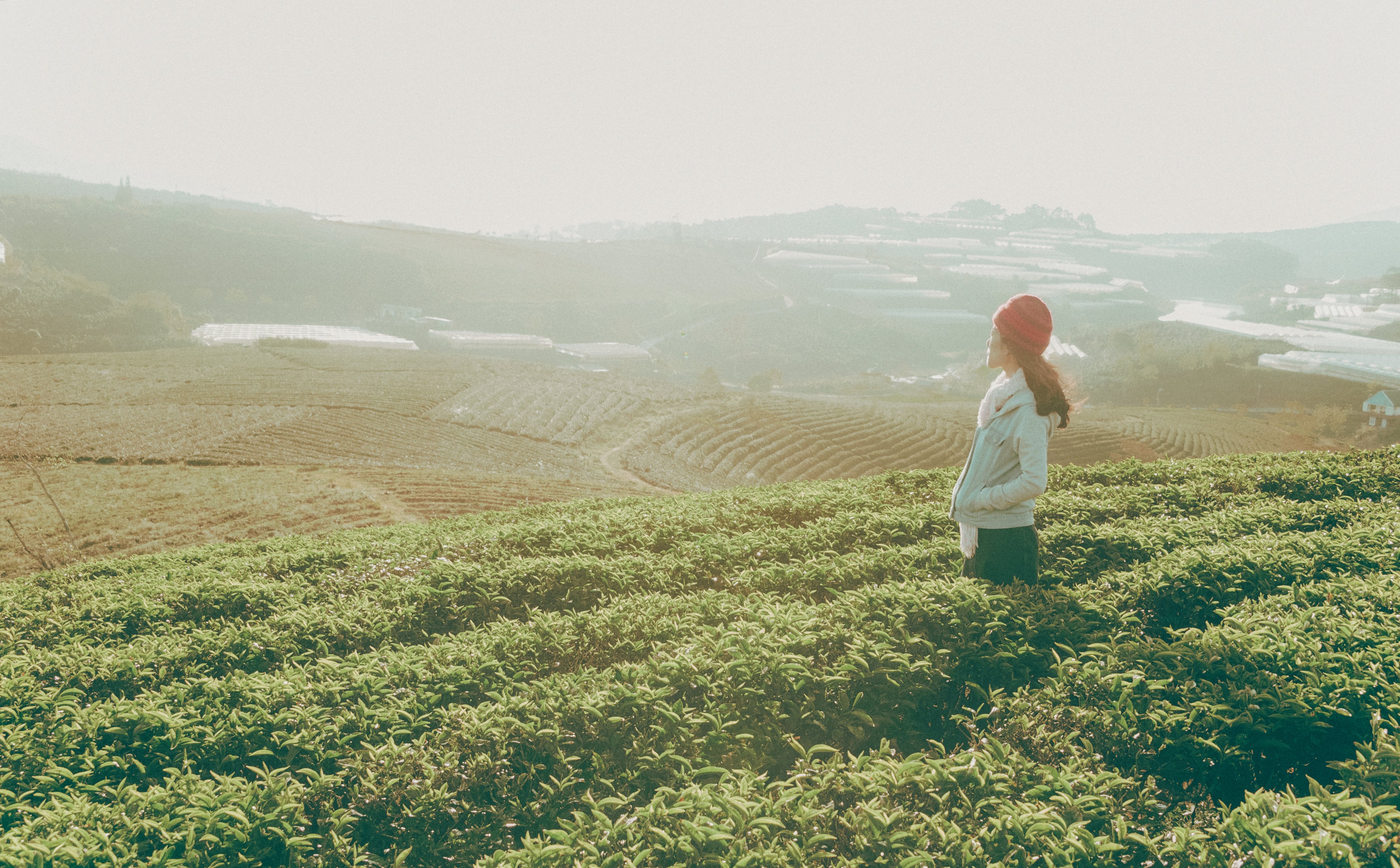 Woman Standing Looking over the Horizon Surrounded by Green Leaf Plantation Field